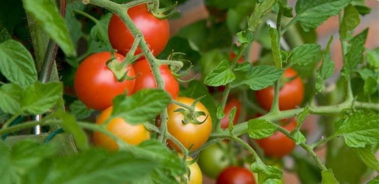 زراعة الطماطم في الصيف بسهولة في المنزل