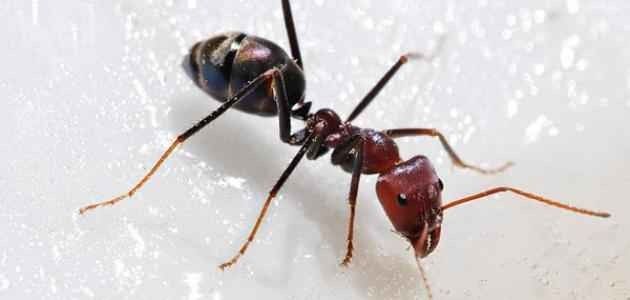 وصفات للقضاء على النمل بالمنزل