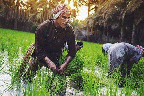 بماذا تشتهر السعودية في الزراعة