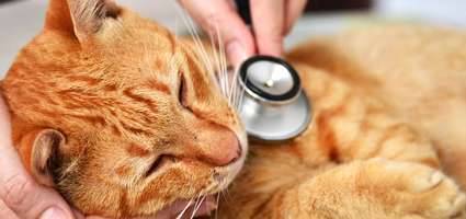 تشخيص أمراض الكبد في القطط