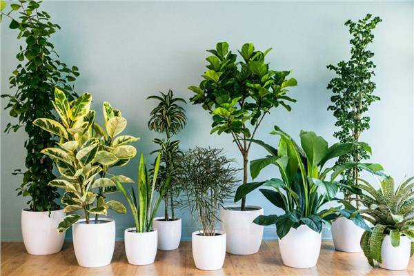 أفكار للنباتات