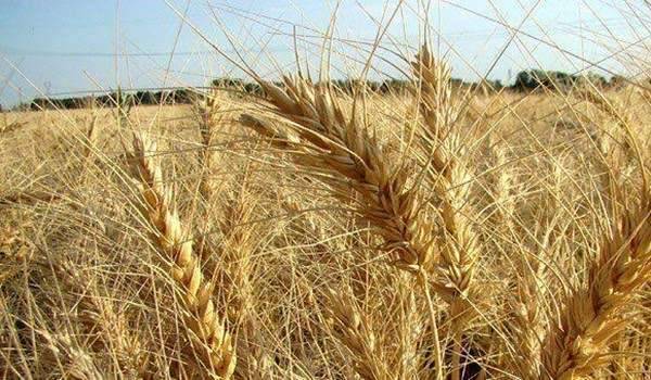 بماذا تشتهر سلطنة عمان في الزراعة