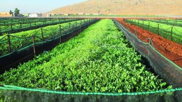 بماذا تشتهر لبنان في الزراعة