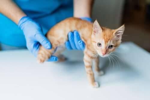 مرض الكبد للقطط تعرفوا على واحد من أكثر الأمراض الشائعة لدى القطط