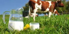 فوائد حليب البقر لمرضى السكري