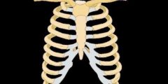 كم عدد عظام القفص الصدري للإنسان الهيكل العظمي للقفص الصدري