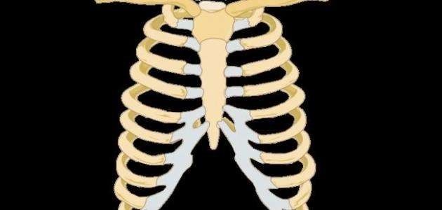 عدد عظام الانسان